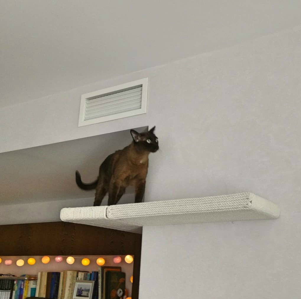 Полиця для кота в інтер'єрі Кутова полиця для кота в інтер'єрі кімнати, стильне рішення для 2026
